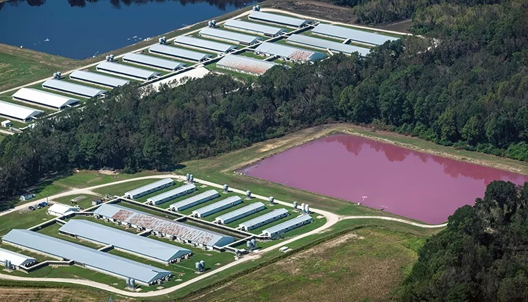 CAFOs and Environmental Justice